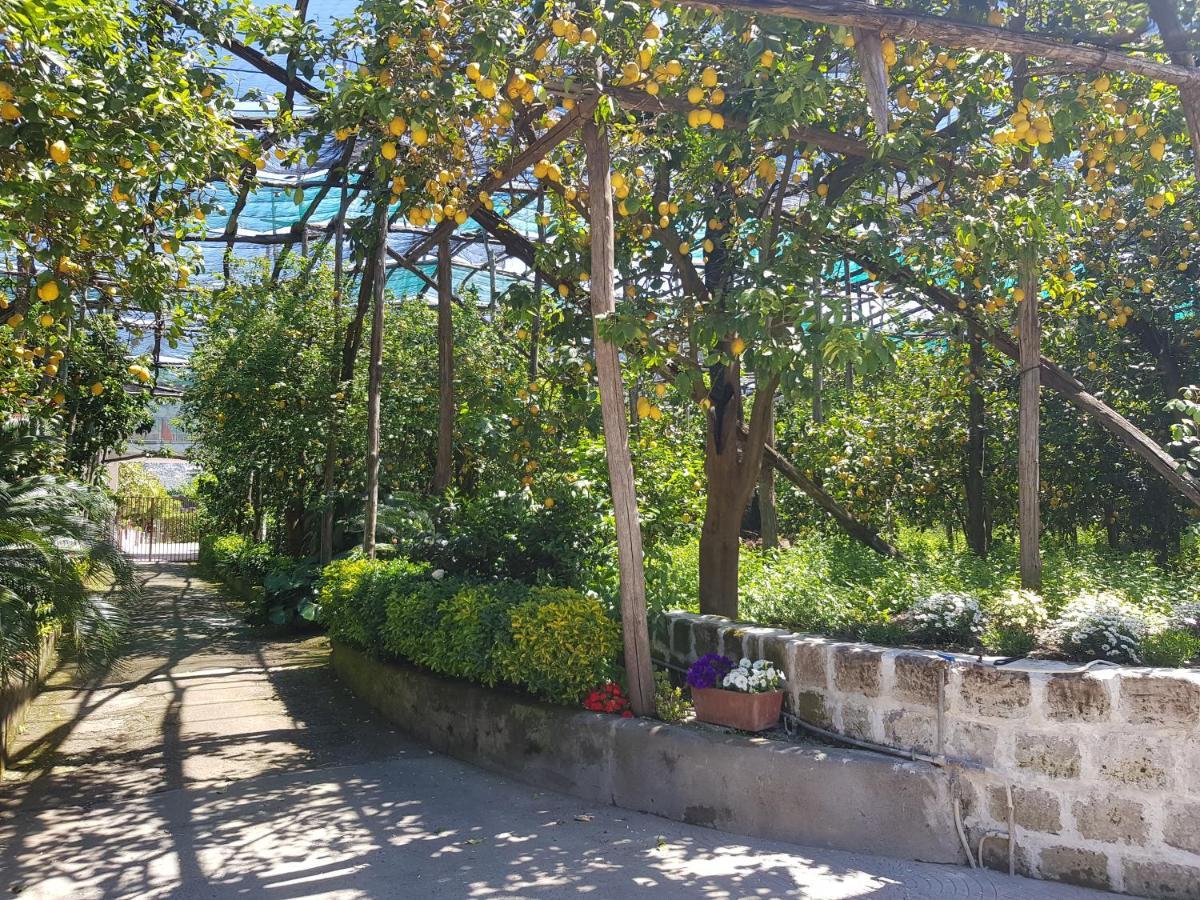 Villa Carmela Piano di Sorrento Zewnętrze zdjęcie