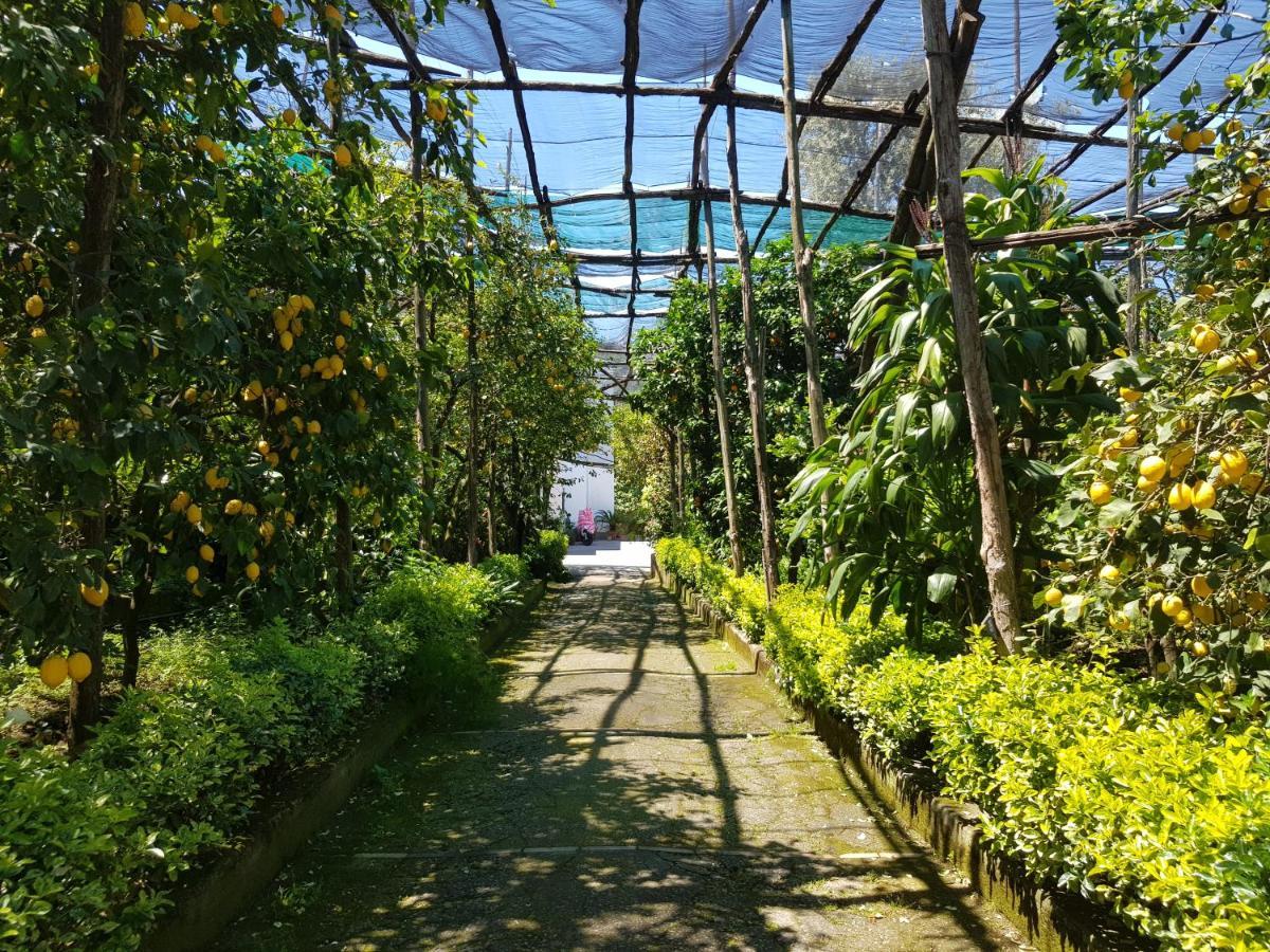 Villa Carmela Piano di Sorrento Zewnętrze zdjęcie